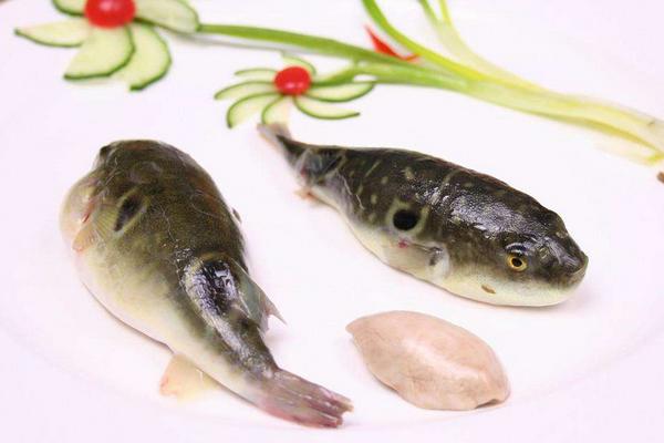 吃河豚中毒后的症状是什么?