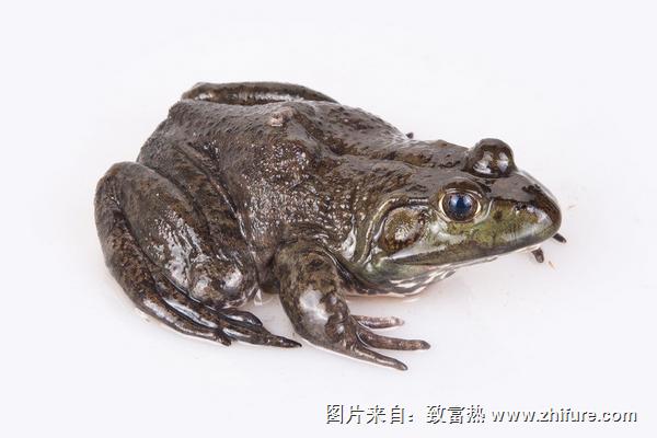 牛蛙皮能吃吗？