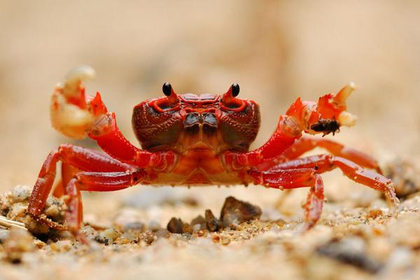 河蟹和海蟹的区别是什么?