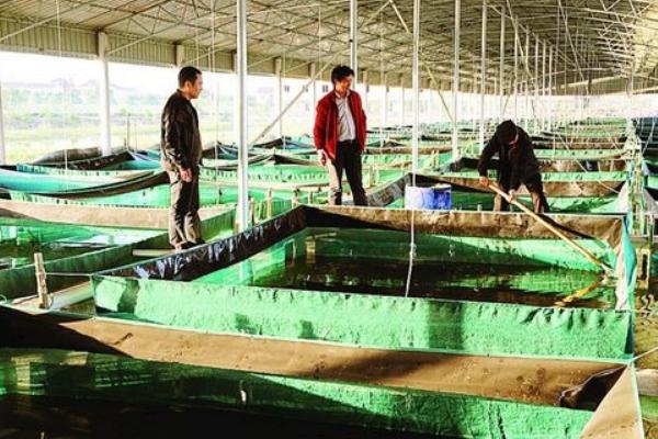 河蟹苗价格多少钱一斤?