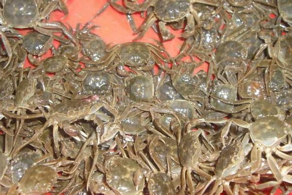 河蟹苗价格多少钱一斤?