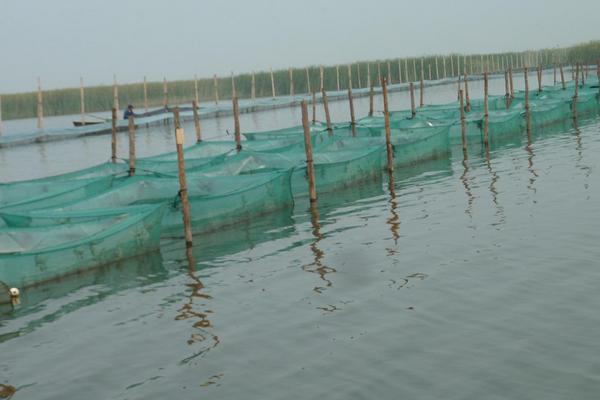 河蟹苗价格多少钱一斤?