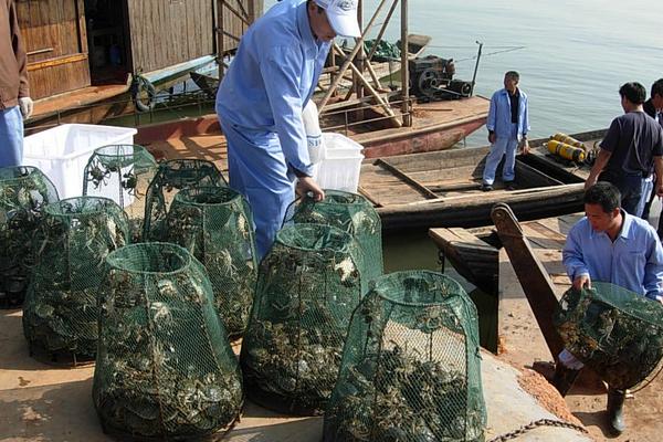 河蟹苗价格多少钱一斤?