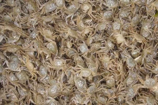 河蟹苗价格多少钱一斤?