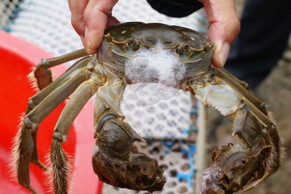 毛蟹价格多少钱一斤?