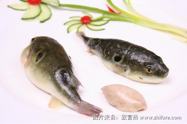 孕妇可以吃河豚吗？