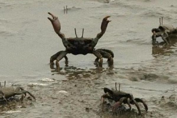 网络用于里河蟹是什么意思?