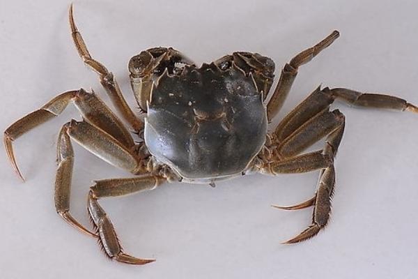 网络用于里河蟹是什么意思?