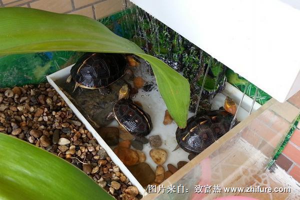 风水学上家里养乌龟好吗?养乌龟有什么禁忌?