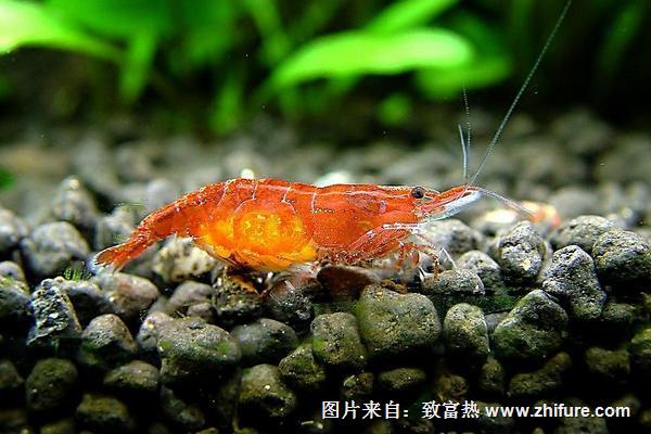 观赏虾吃什么?