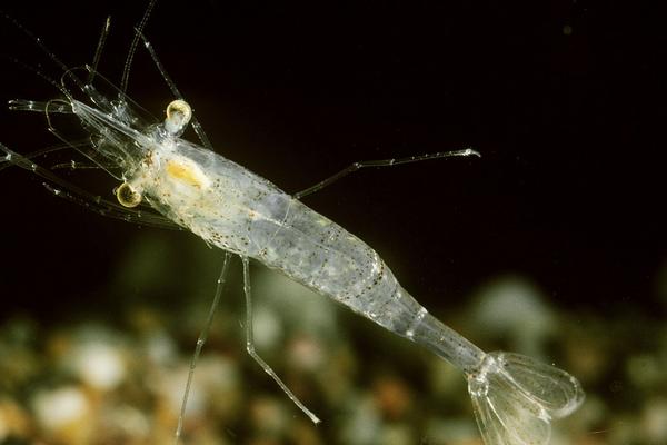 养虾一亩能赚多少钱?