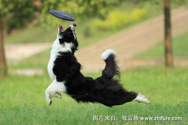 怎么训练狗狗?训练狗狗的正确方法