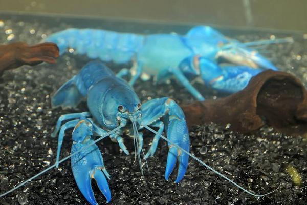 养虾一亩能赚多少钱?