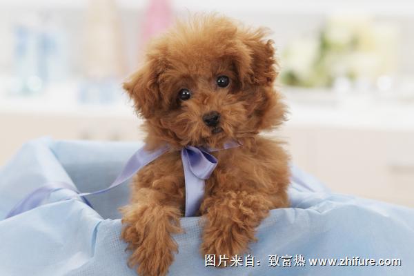 长不大的宠物狗是哪个品种？