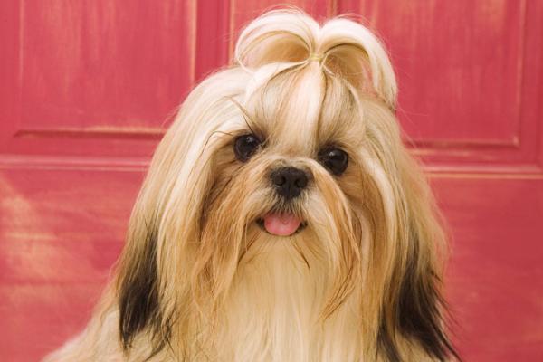 长不大的宠物狗是哪个品种?