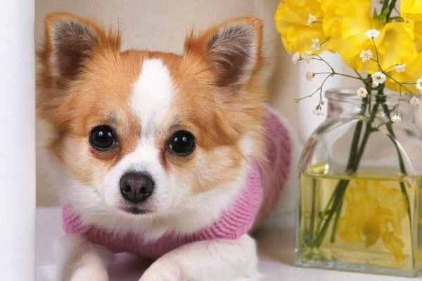 长不大的宠物狗是哪个品种?