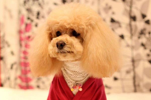 长不大的宠物狗是哪个品种?