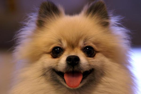 长不大的宠物狗是哪个品种?