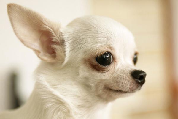 长不大的宠物狗是哪个品种?