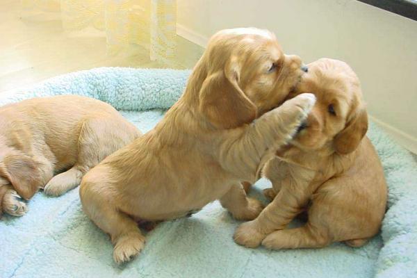 长不大的宠物狗是哪个品种?