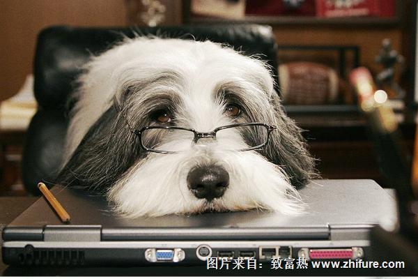 宠物狗掉毛怎么办?