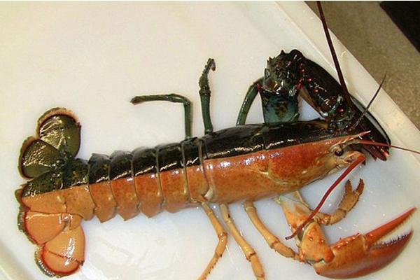 养虾一亩能赚多少钱?