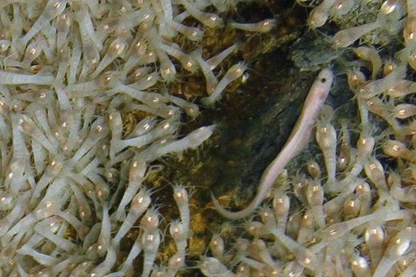 养虾一亩能赚多少钱?