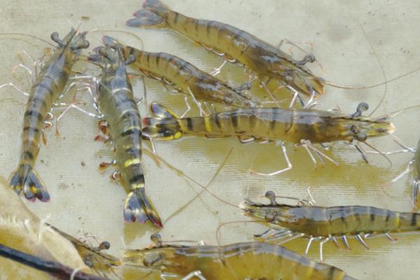 养虾一亩能赚多少钱?