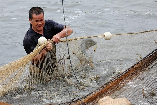 养虾一亩能赚多少钱?