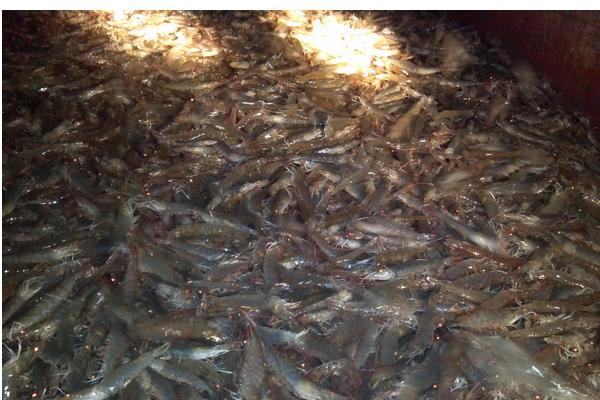 养虾一亩能赚多少钱?