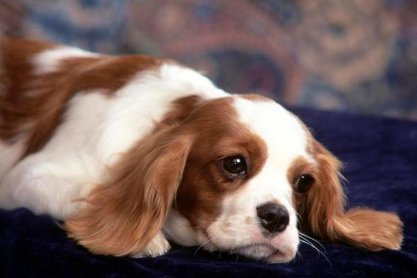 宠物狗得了细小怎么办?