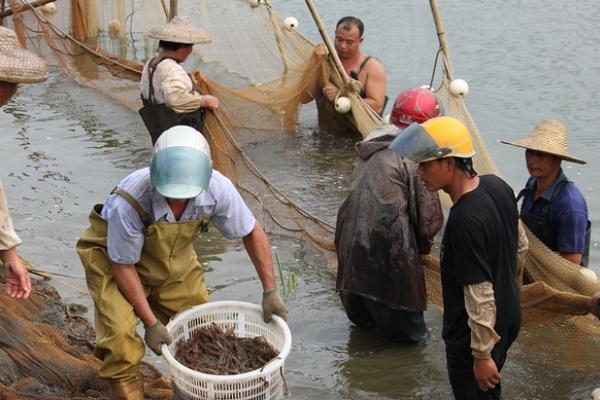 养虾一亩能赚多少钱?