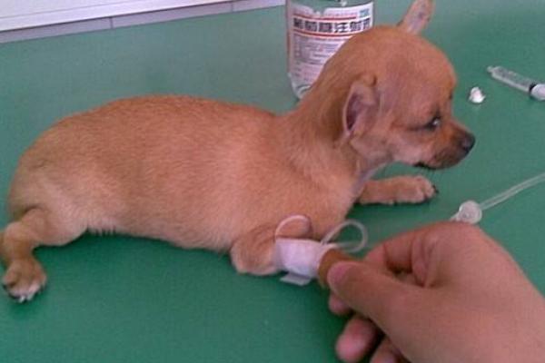 宠物狗得了细小怎么办?