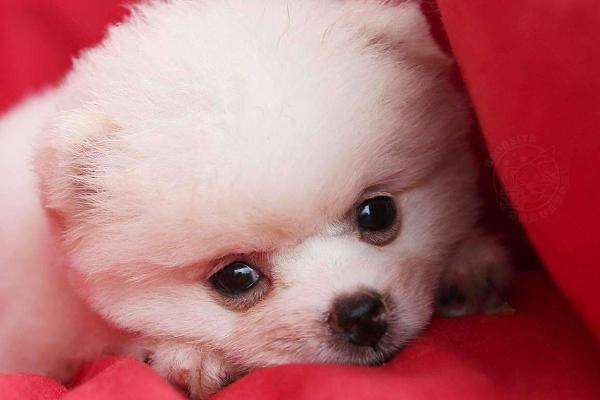 宠物狗感冒了怎么办?