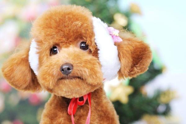 宠物狗感冒了怎么办?