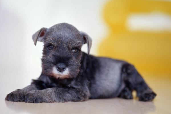 宠物狗感冒了怎么办?