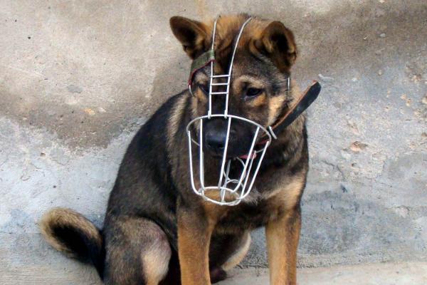 被宠物狗咬了怎么办？