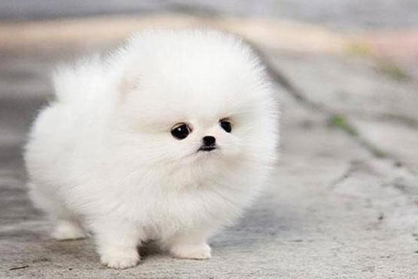 适合女生养的宠物狗品种有哪些?