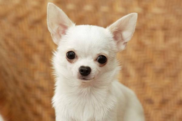 适合女生养的宠物狗品种有哪些?