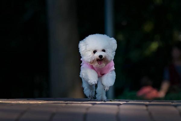 适合女生养的宠物狗品种有哪些?
