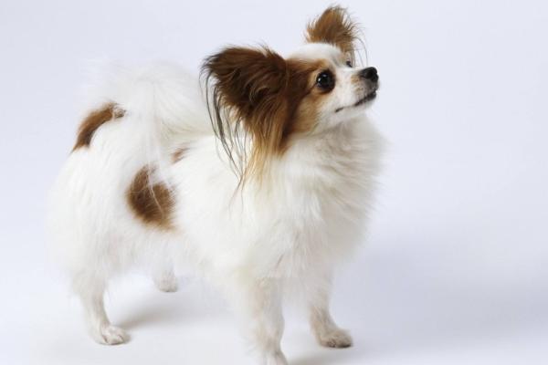 适合女生养的宠物狗品种有哪些?