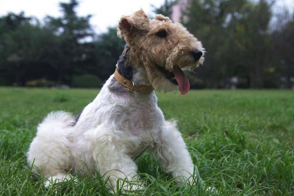 适合女生养的宠物狗品种有哪些?