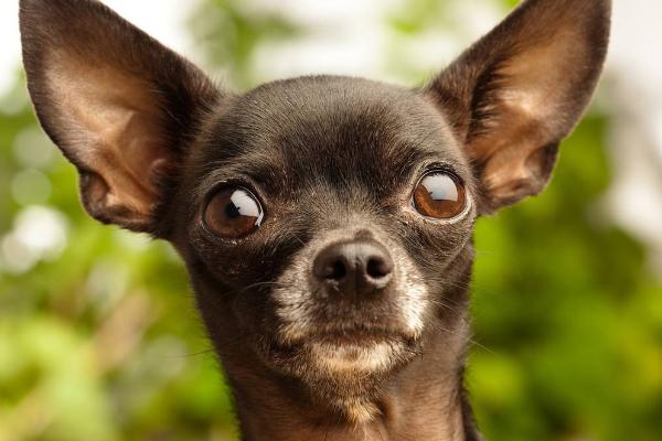 适合女生养的宠物狗品种有哪些?