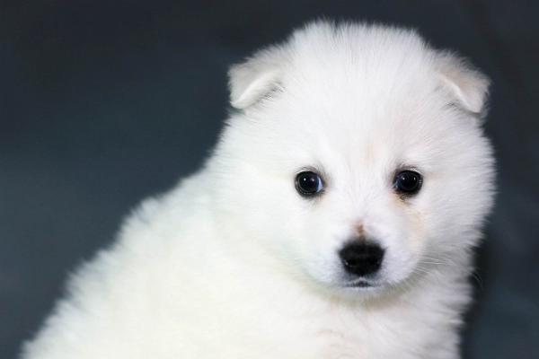 适合女生养的宠物狗品种有哪些?