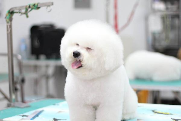 适合女生养的宠物狗品种有哪些?