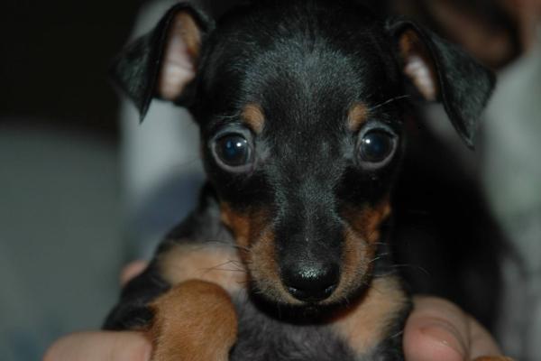 适合女生养的宠物狗品种有哪些?