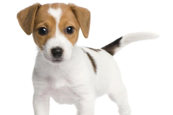 适合女生养的宠物狗品种有哪些?