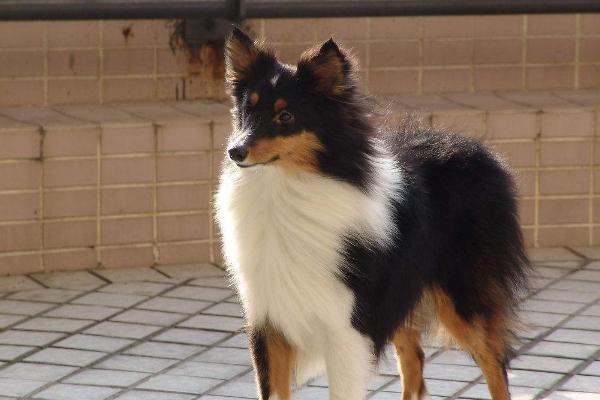 适合女生养的宠物狗品种有哪些?