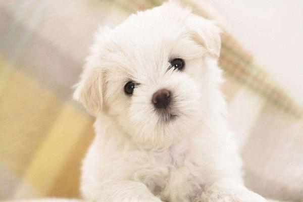 适合女生养的宠物狗品种有哪些?