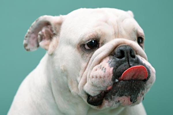 适合女生养的宠物狗品种有哪些?